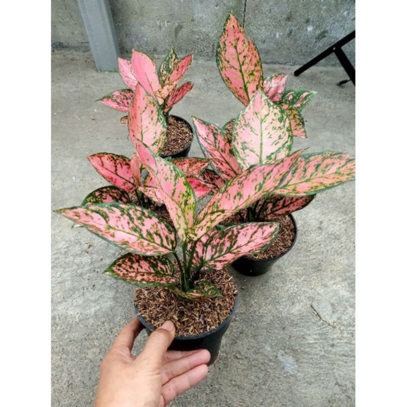 Aglonema lady valentine remaja + pot - bisa cod