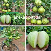 Bibit jambu kristal tanpa biji unggul (bisa COD)