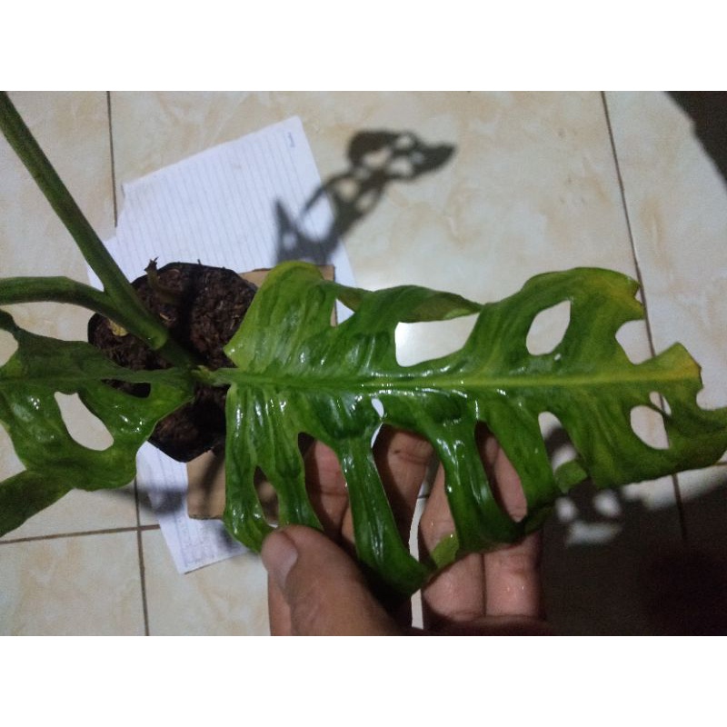 Janda bolong varigata lokal (monstera andansonii varigata)