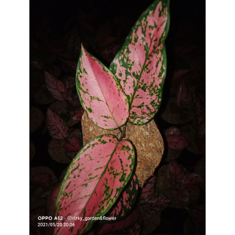 aglonema lady valentin