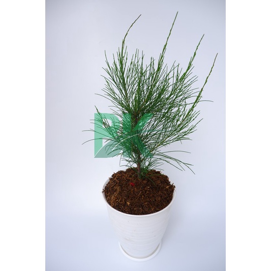 Tanaman Bunga Cemara Udang(Casuarina Equisetifolia) - Bibit bunga cemara udang bisa di bonsai - BAKUL KEMBANG