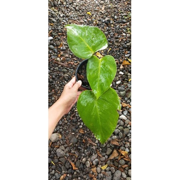 Monstera Deliciosa (King) Remaja