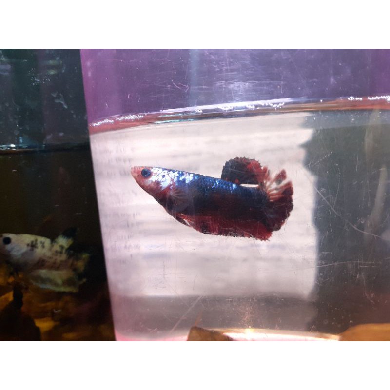 

ikan cupang koi red blue superman