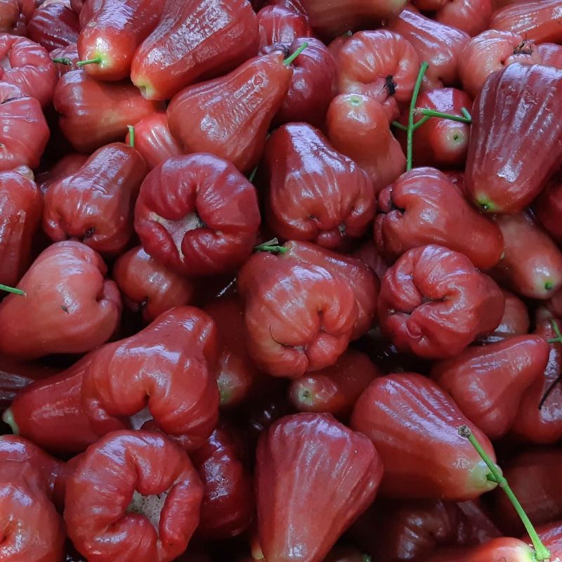 JAMBU CITRA DEMAK - 1kg / JAMBU AIR MERAH / JAMBU AIR CITRA / JAMBU AIR MURAH
