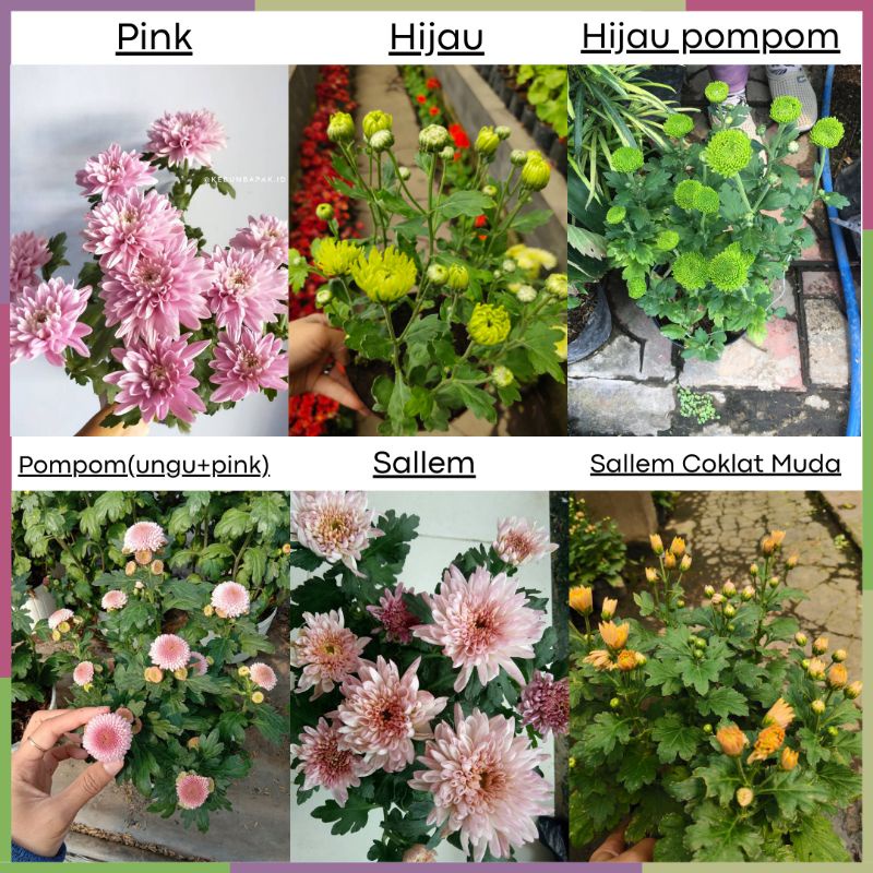 ISI 7 POHON | PILIH WARNA! | TANAMAN BUNGA KRISAN SERUNI ASTER GRADE SUPER