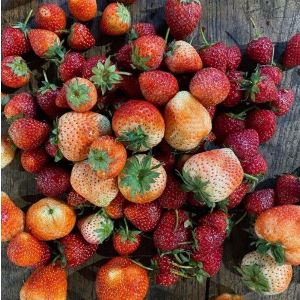 

STRAWBERRY FRESH 250 GRAM / STRAWBERRY SEGAR