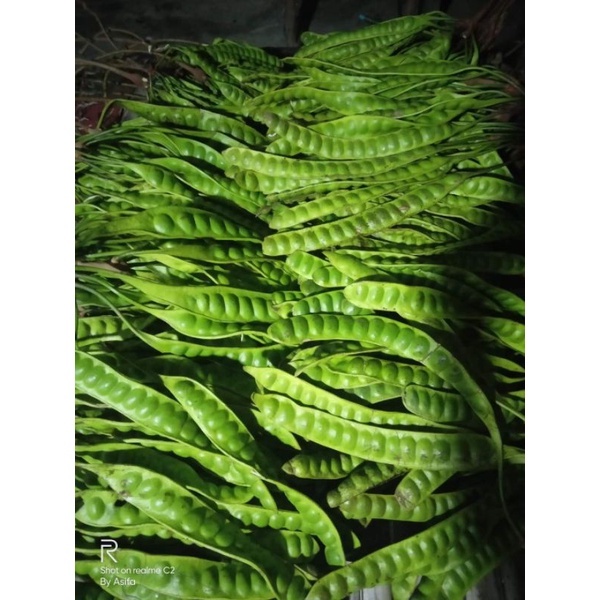 

Pete Jawa Pete seger 10 lonjor/papan