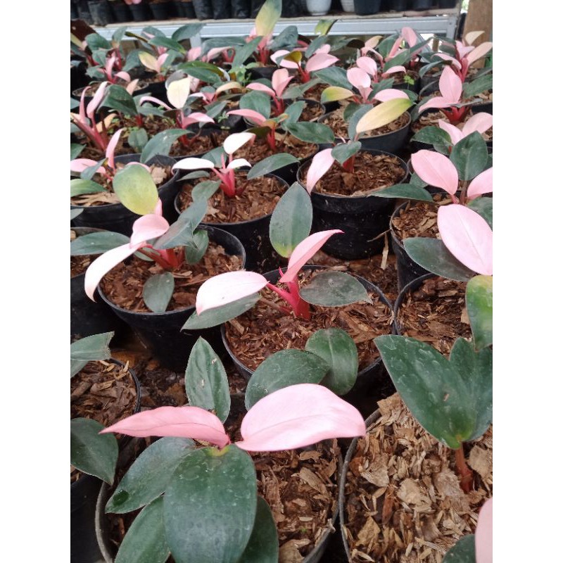 TANAMAN HIAS PHILODENDRON PINK CONGO