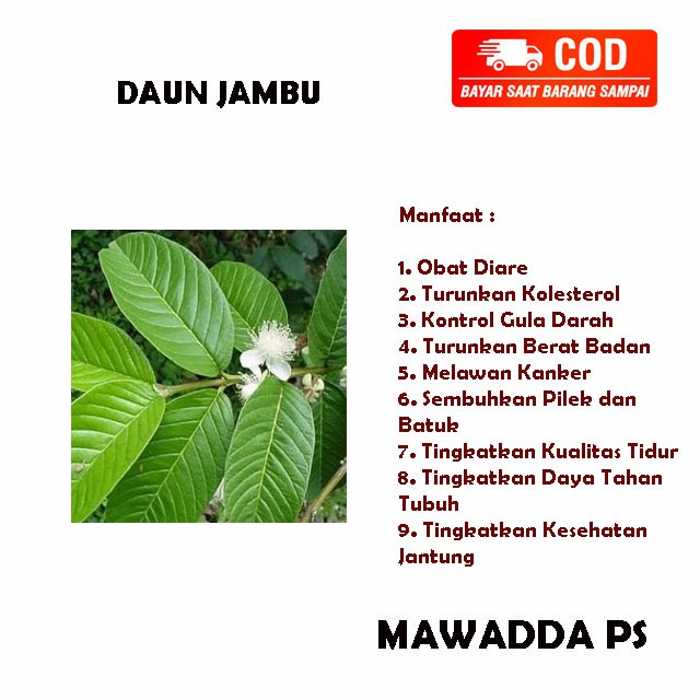 

Daun Jambu Biji Segar - Obat Herbal Kemasan 400gram