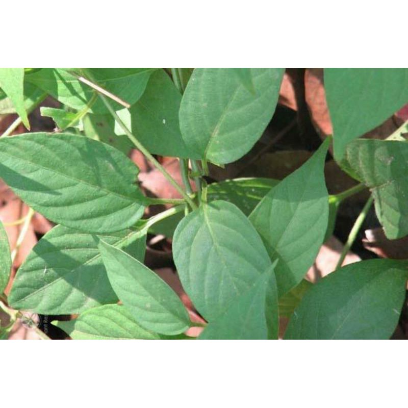 

DAUN SEMBUKAN (Paederia foetida L.)