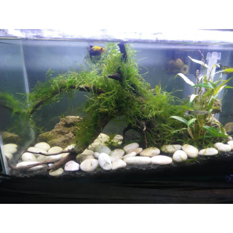 aquarium Aquascape tema natural fullset/aquarium set murah