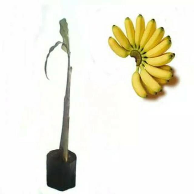 Bibit pisang mas