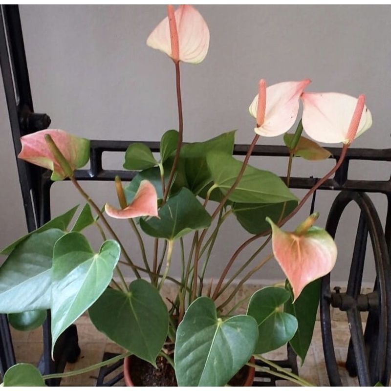 PROMO!!! TANAMAN HIAS ANTHURIUM MICKEY MOUSE