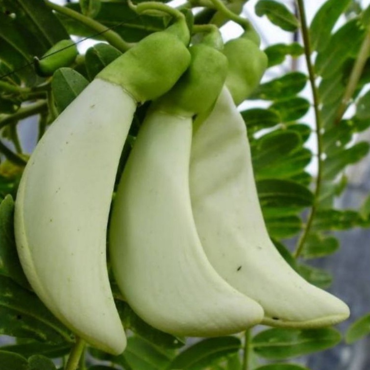 Bibit Tanaman Kembang Turi Putih