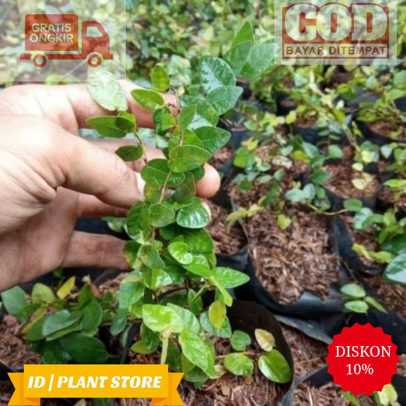Tanaman hias rambat dollar kecil-pohon dollar rambat-tanaman hidup-bunga hidup