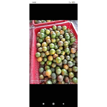 (5KG) JERUK JUS JERUK MANIS KECIL JERUK PERAS SEMBORO JERUK MENYUN