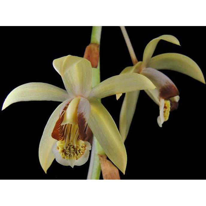 Coelogyne Dayana