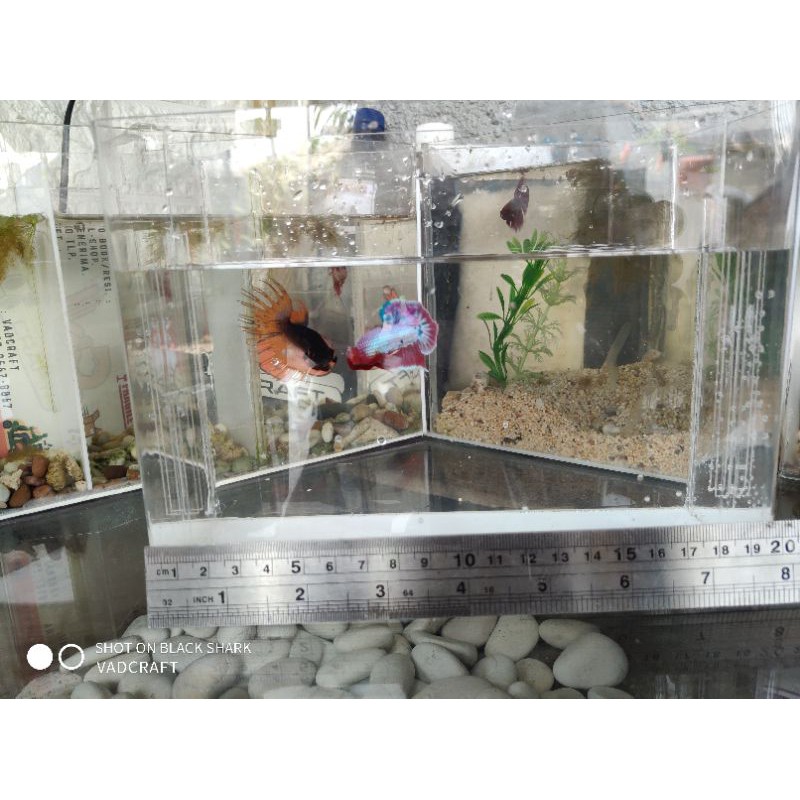 soliter cupang akrilik selfie 2 skat ukuran P20xL10xT15 full clear dan bawah putih