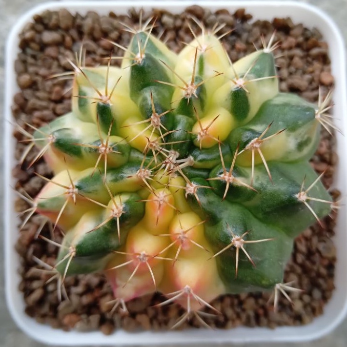 Kaktus Miha Marble | Gymnocalycium Mihanovichii Marble | Gymno Marble | Miha Marble | Marble