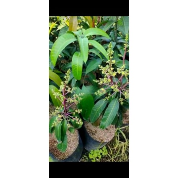bibit mangga kiojay siap berbunga