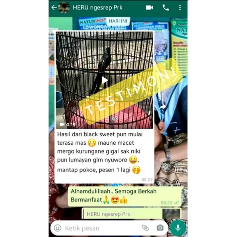 GURAH BURUNG BLACK SWEET serak keluarkan riak lendir