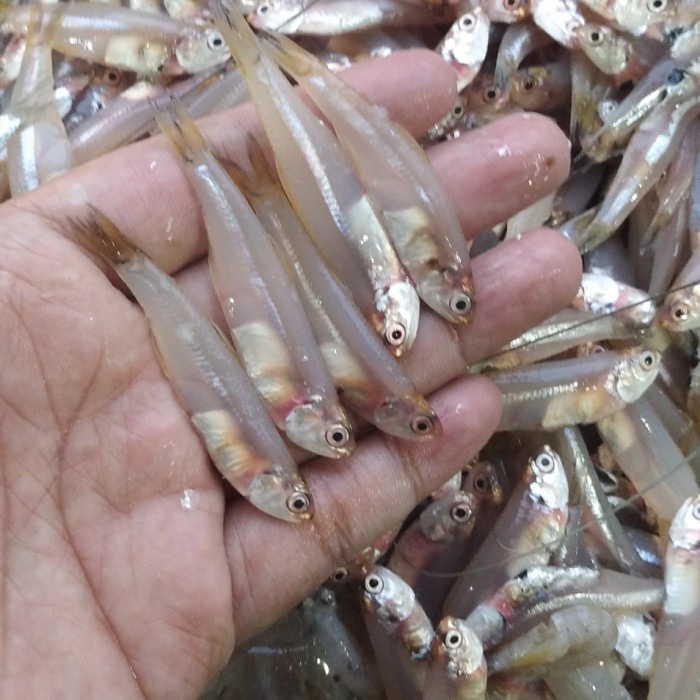 

Ikan Teri Basah Segar Fresh 500gr - 500 gram