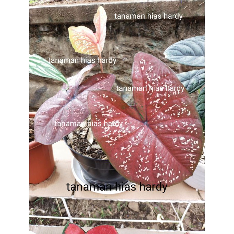 

caladium dark choco murah