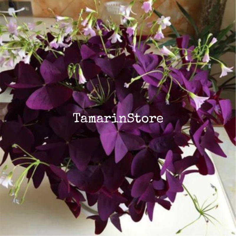 Biji / Benih / Bibit Bunga Xalis Triangleis