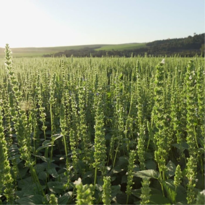 

q20w1q1qw Chiaseed 1 Kg Organic Mexico Premium Original Dscscv
