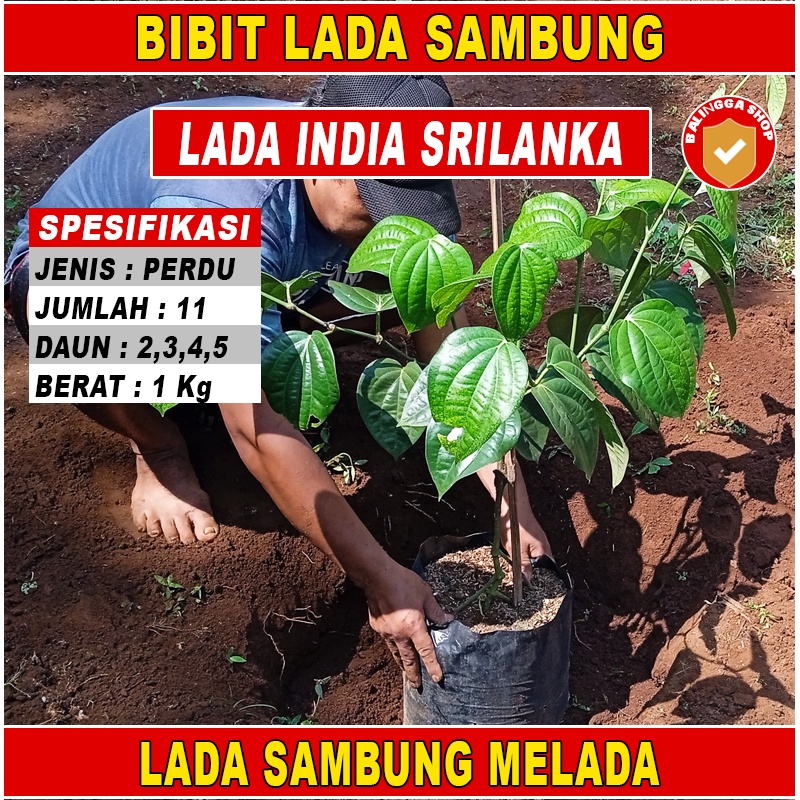 11 Bibit Lada India Perdu x Merica India