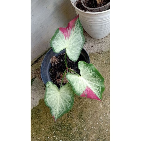 keladi cat tumpah/shycool