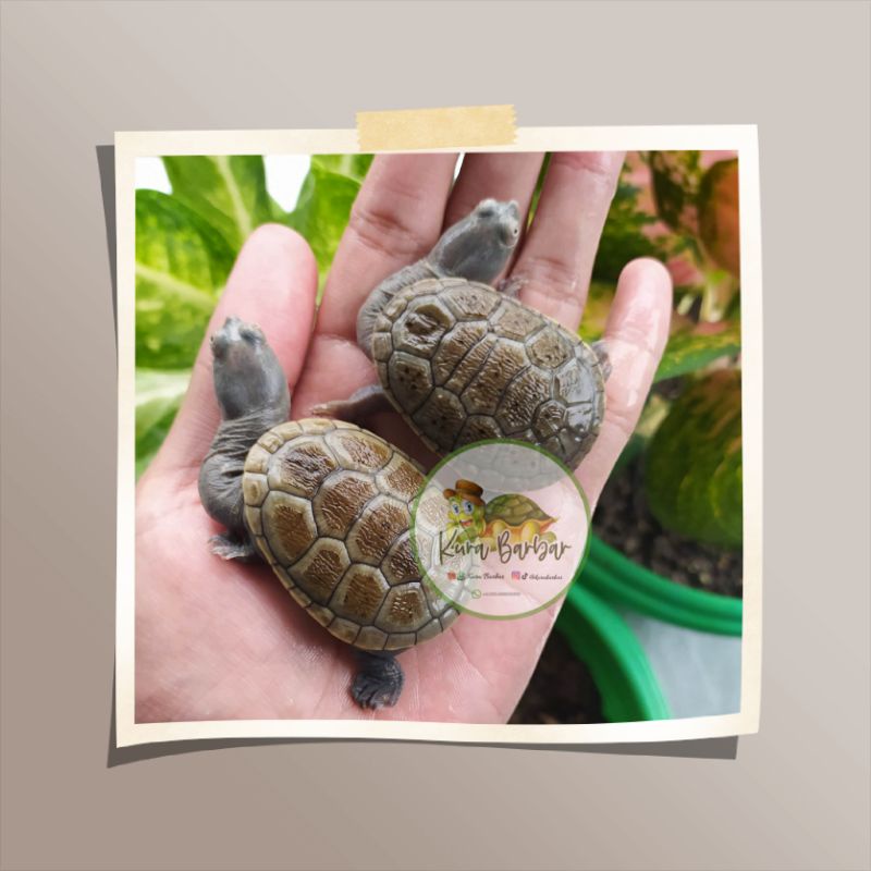 HIASAN TANK - KURA SIEBENROCKY / LEHER PANJANG