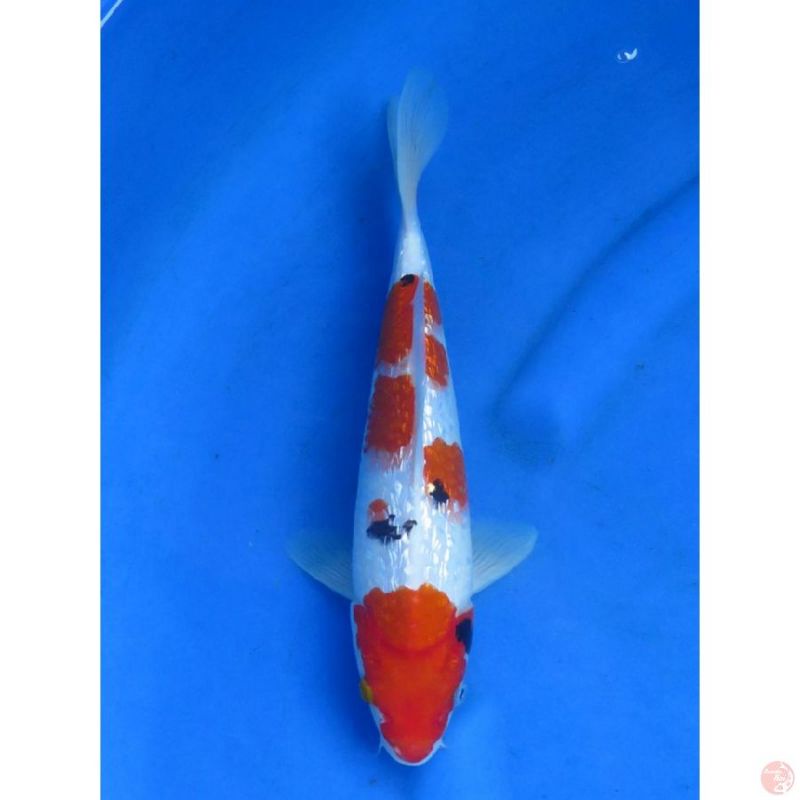 ikan koi sanke ginrin ukuran 20-22cm