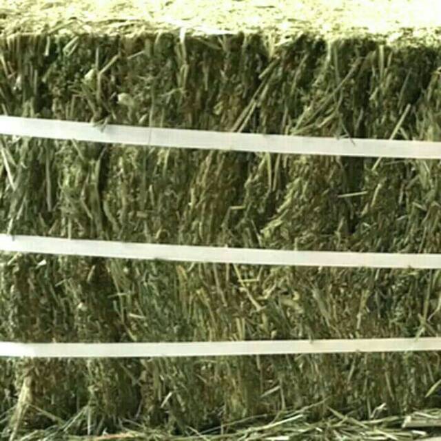 Timothy Hay / Rumput Timothy First Choice Makanan Kelinci Marmut 1kg
