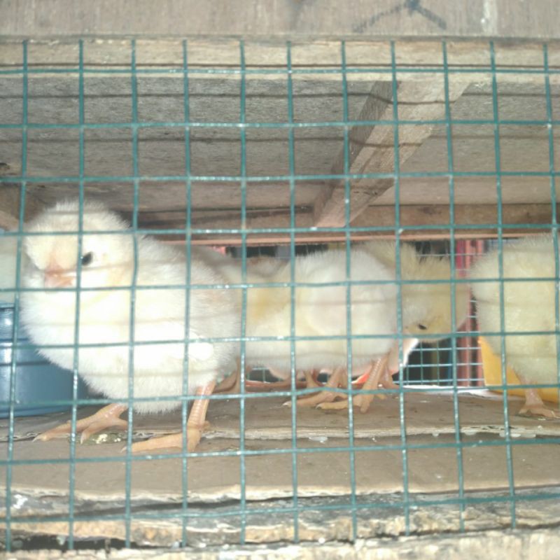 

bibit anak ayam