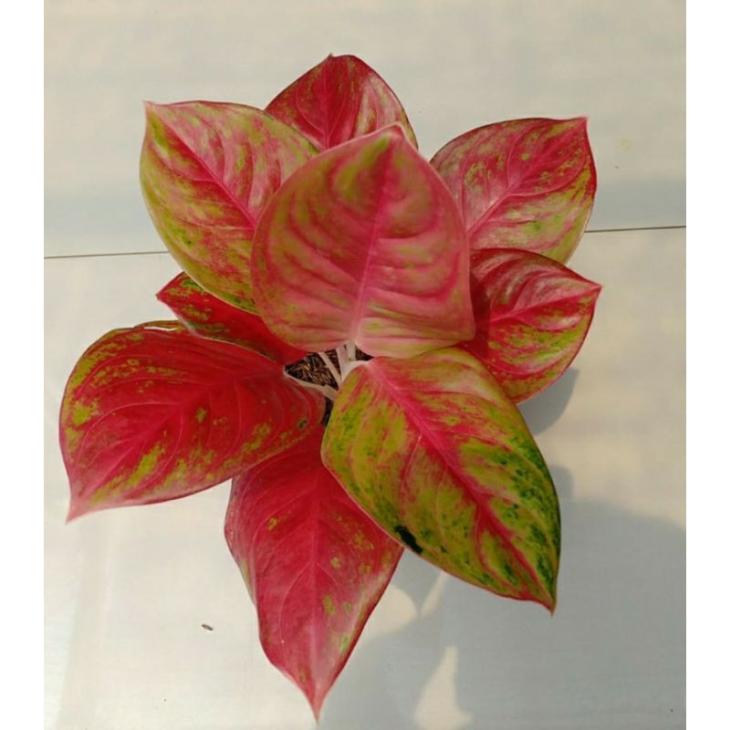 Tanaman Hias Aglaonema/Aglonema RED EXOTIC