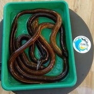 

Ikan Belut Hidup Fresh Segar / Ikan Belut Beku Bersih Dalam Kemasan