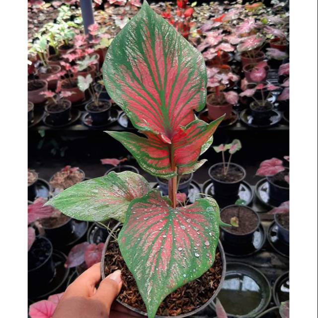 Tanaman Hias Caladium Keladi Hias Super Red Ceria Shopee Indonesia