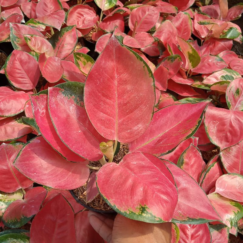 aglonema red cery size dewasa daun bulat