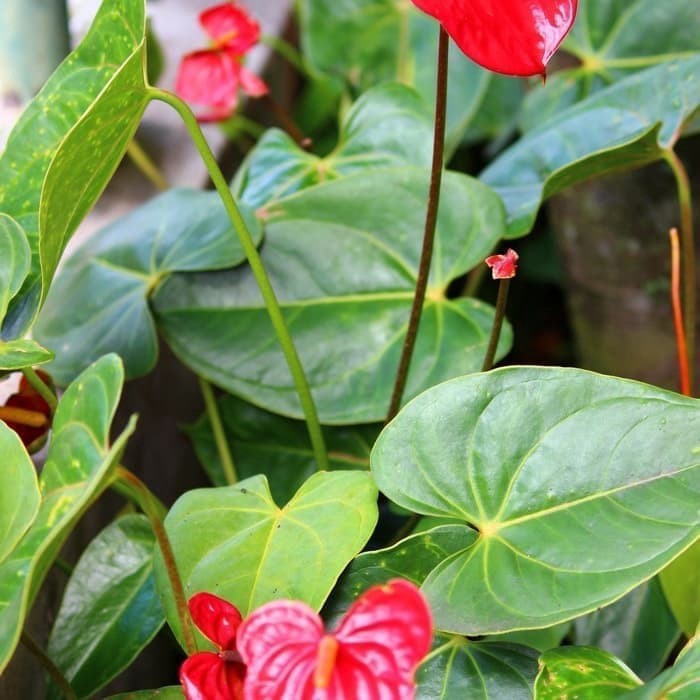 tanaman hias anturium Mickey mouse bunga merah - anthurium - antorium