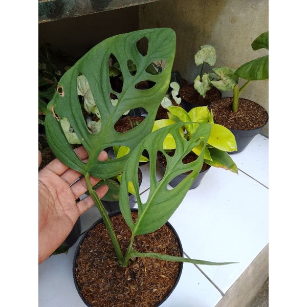 janda bolong/monstera adansoni