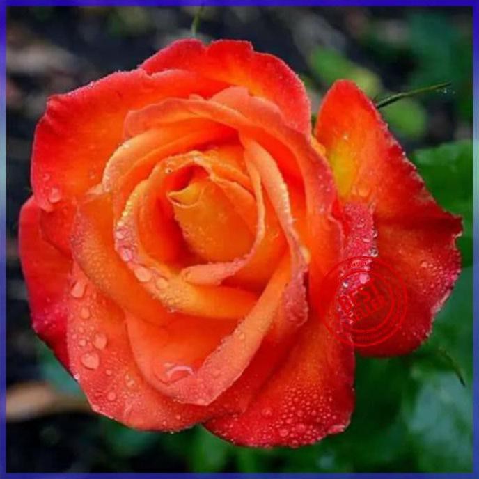 &&**&& Bibit Tanaman Bunga Mawar Orange Import Benih Bibit Tanaman Hias