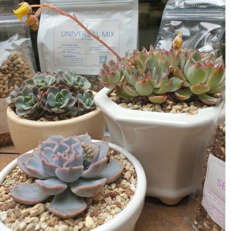 TFJ SOIL MIX - 1,5 L 1500 mL 1 kg MEDIA TANAM KAKTUS SUKULEN LITHOPS