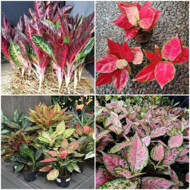 Aglonema  Termurah Pusat Aglonema  Shopee Indonesia  Aglonema  Termurah Pusat Aglonema  Shopee Indonesia