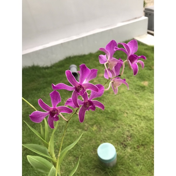 Dendrobium caesar red berbunga double spike