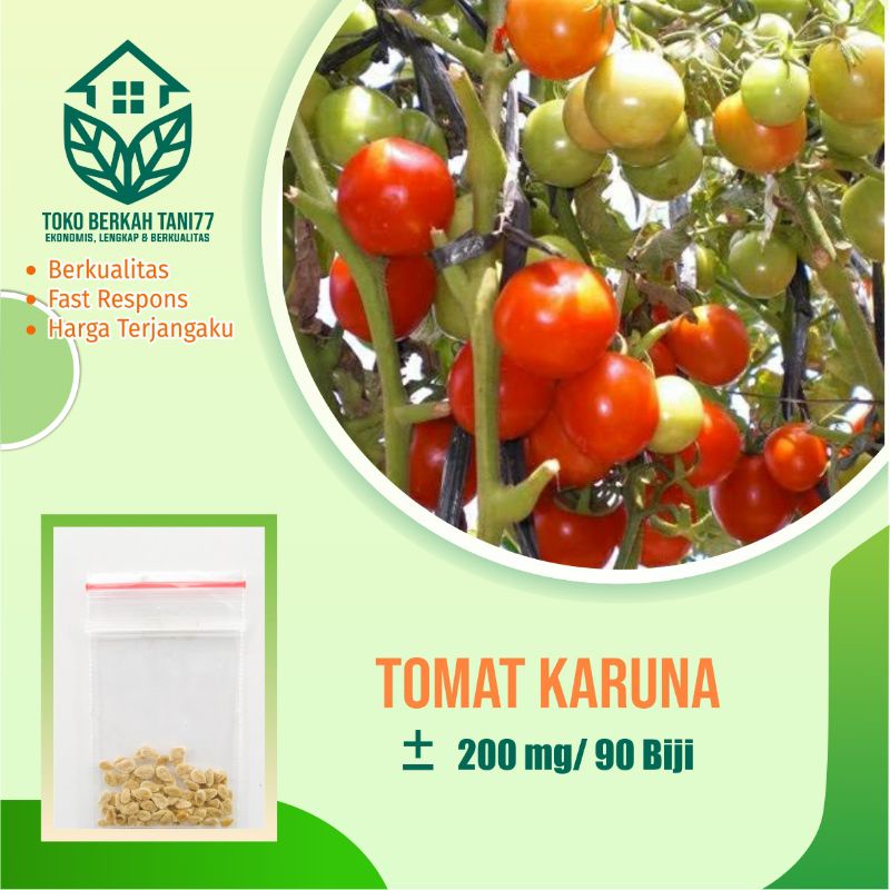 BENIH SAYURAN UNGGUL TERLENGKAP TERJANGKAU BIBIT KUBIS TOMAT SAWI TERONG CABE BUNCIS BAYAM KANGKUNG-Tomat sayur karuna