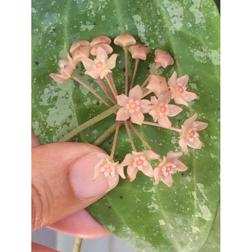 Hoya Macrophilla