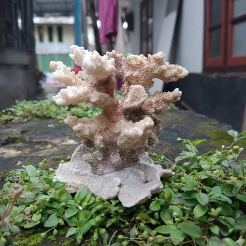 Batu karang rangkai aquarium trumbu karang laut aquarium aquascape baru karang asli laut