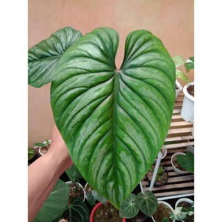 READY TANAMAN PHILODENDRON PLOW MANIINARROW TANAMAN BUNGA HIAS PHILODENDRON