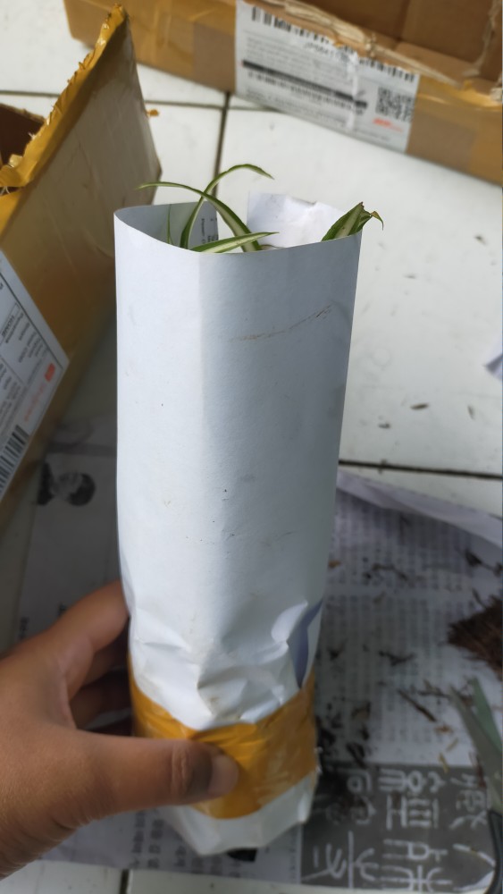 Tanaman Hias Peace Lily Putih - Pohon Sepatu Filum Varigata